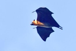 Seychelles Flying Fox
