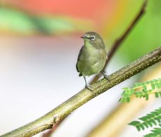 Seychelles White-eye