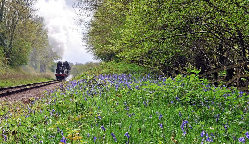 And the bluebells were out !!