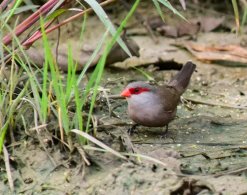 Common Waxbill
