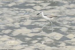 Crab Plover