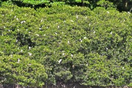 Cattle Egret