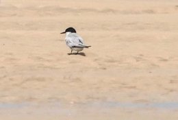 Damara Tern