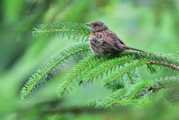 Dunnock