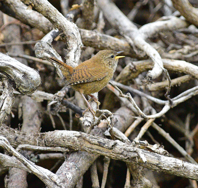 Wren