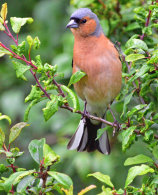 Chaffinch
