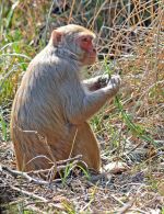 Rhesus Macaque