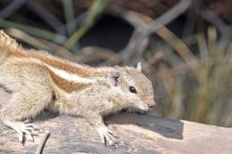 Five Stripped Palm Squirrel