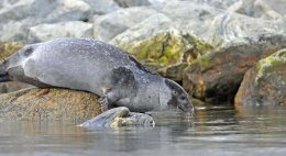 Harbour Seal