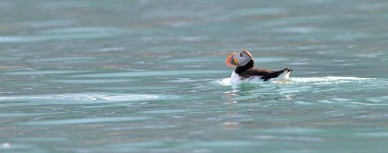 Atlantic Puffin