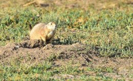 Black-tailed Prairie Dog