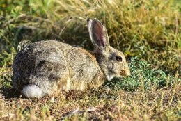 White-tailed Jackrabbit
