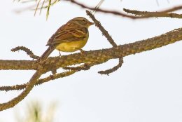 Chipping Sparrow