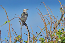 Starling