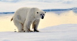 Svalbard Mammals 2013