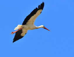 White Stork
