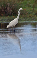 Great Egret