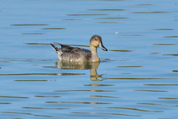 Pintail