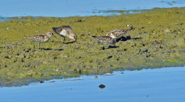 Little Stint and Dunlin