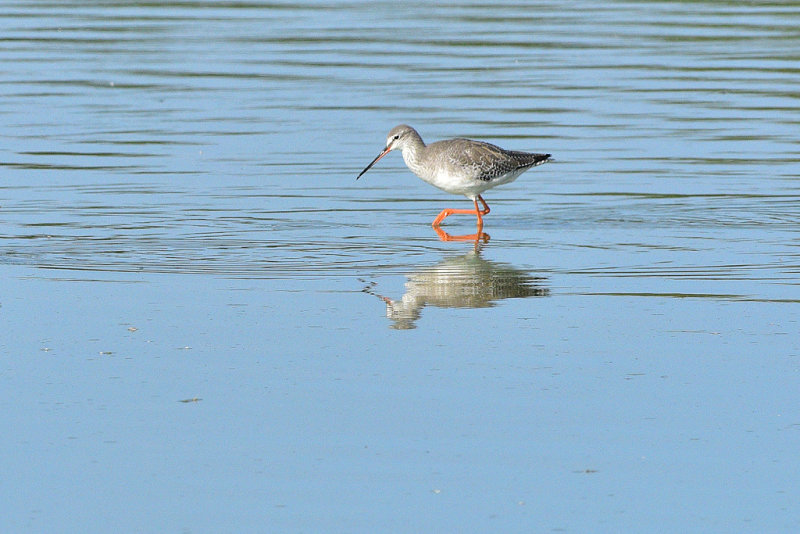 Spotted Redshank