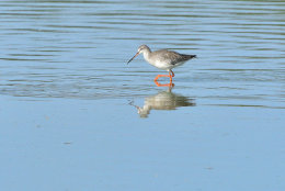 Spotted Redshank