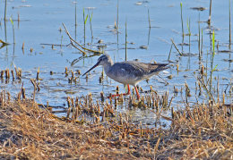 Common Redshank