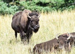 American Bison