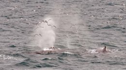 Humpback Whale