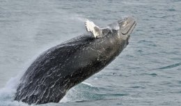 Humpback Whale breaching
