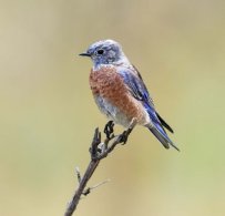 Western Bluebird