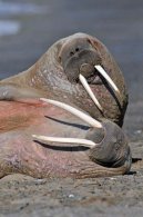 Walrus