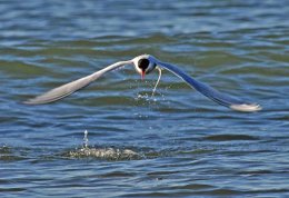 Arctic Tern