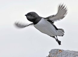 Little Auk