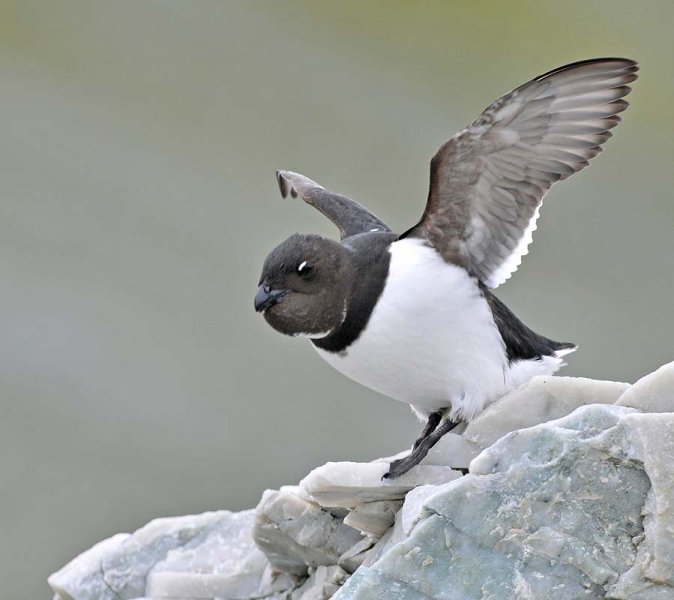 Little Auk