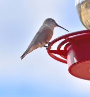 Broad-tailed Hummingbird