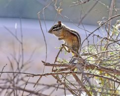 Least Chipmunk