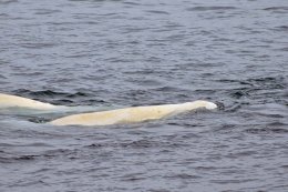 Beluga