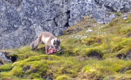 Arctic Fox