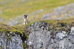 Arctic Fox