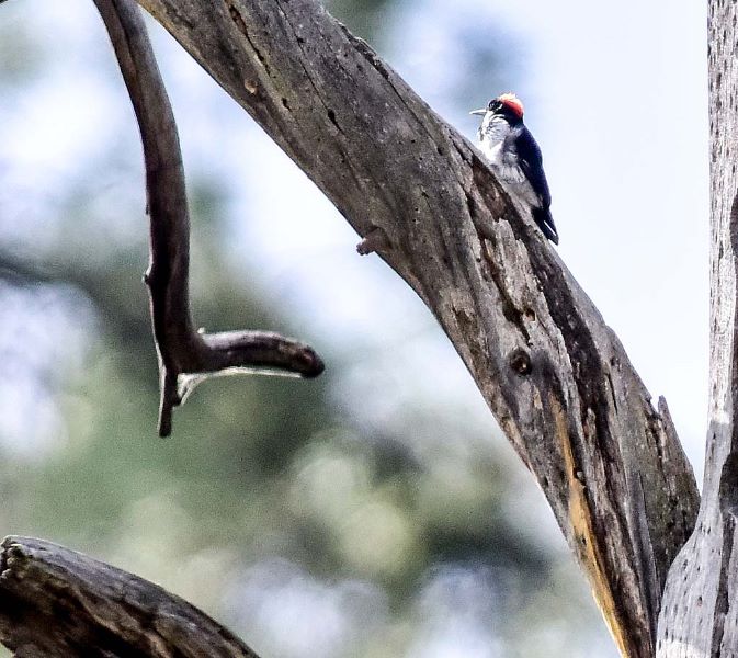 Acorn Woodpecker