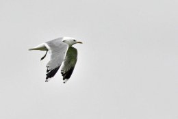 Kittiwake