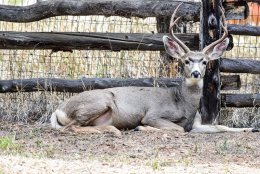 Mule Deer