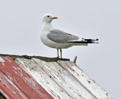 Common Gull