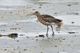 Curlew