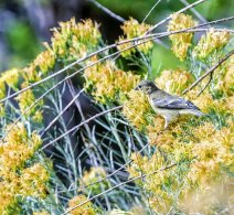 American Goldfinch