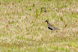 Golden Plover