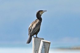 Great Cormorant