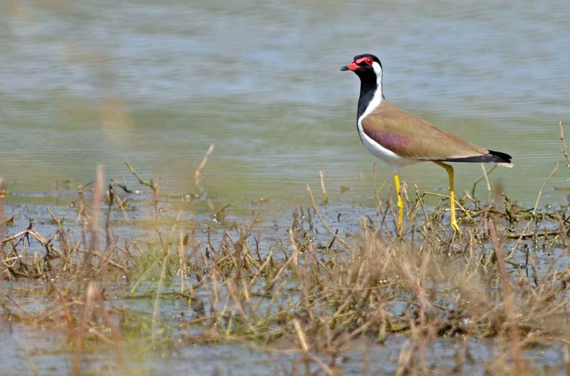 Re-wattled Lapwing