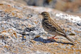 Meadow Pipit
