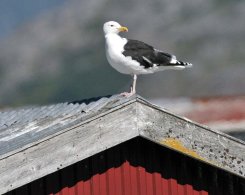 Great Black-backed Gull